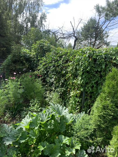 Саженцы девичий виноград