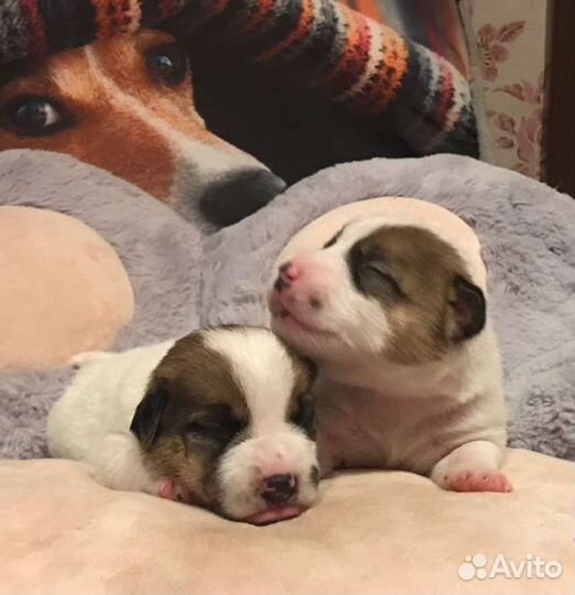 Щенки Джек Рассел терьер