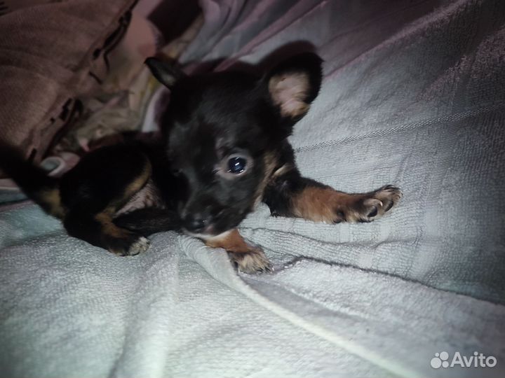 Той-терьер щенки