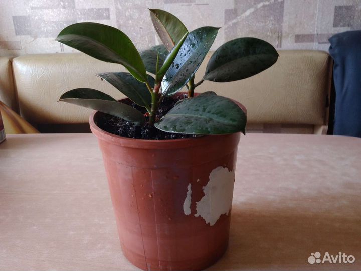 Фикус 2шт в горшке