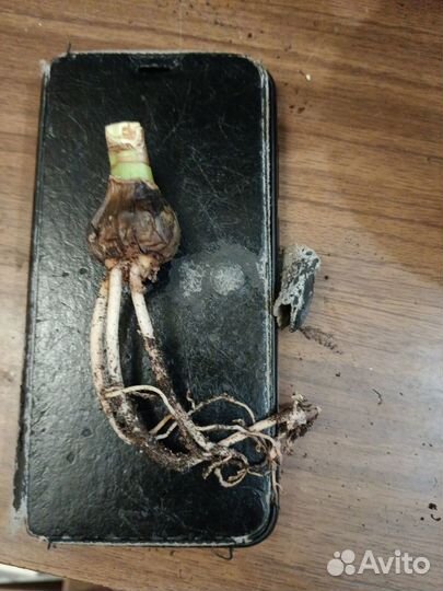 Отростки и семена комнатных растений