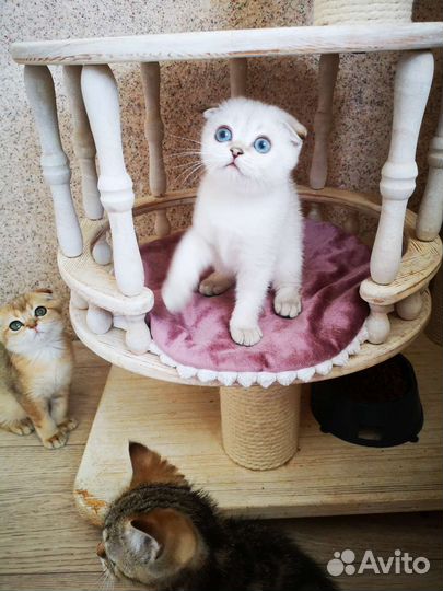 Котята шотландские