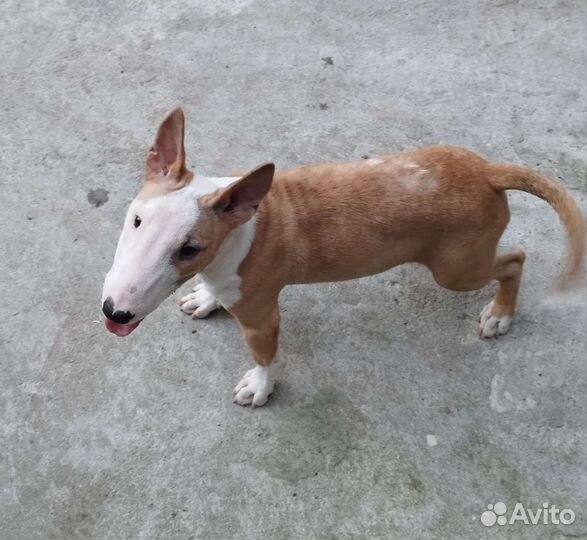 Мини буль Стич