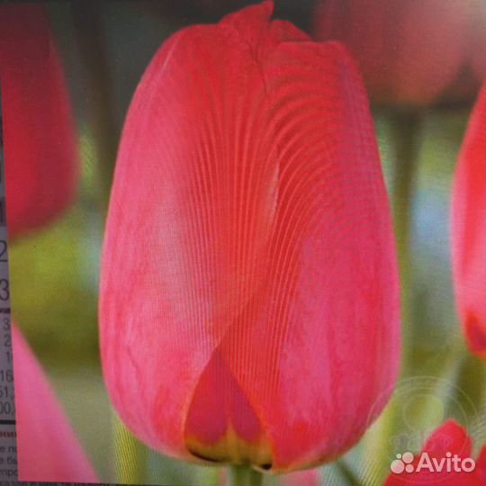 Луковицы голландских тюльпанов