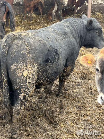 Быки на племя
