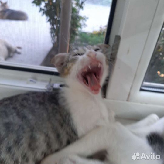 Кошка в дар