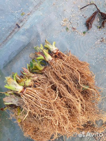 Рассада клубники опт/розница