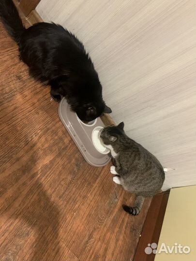 Коты в добрые руки