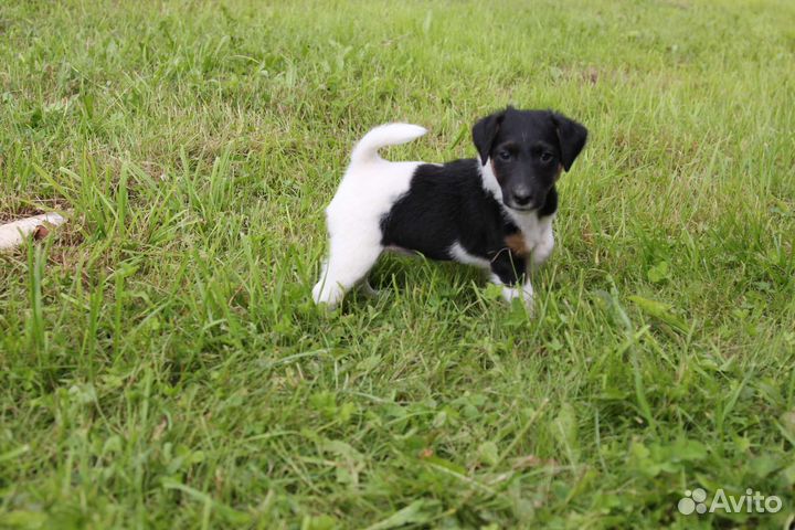 Щенки г/ш фокстерьера