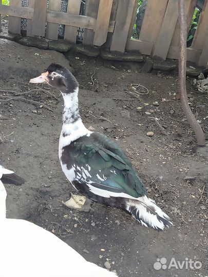 Мускусные утки индоутки