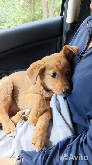 Щенок в добрые руки