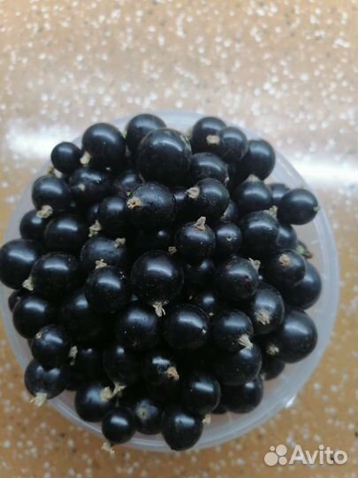 Черная смородина ягода