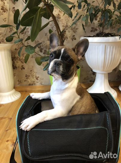 Сумка переноска для животных