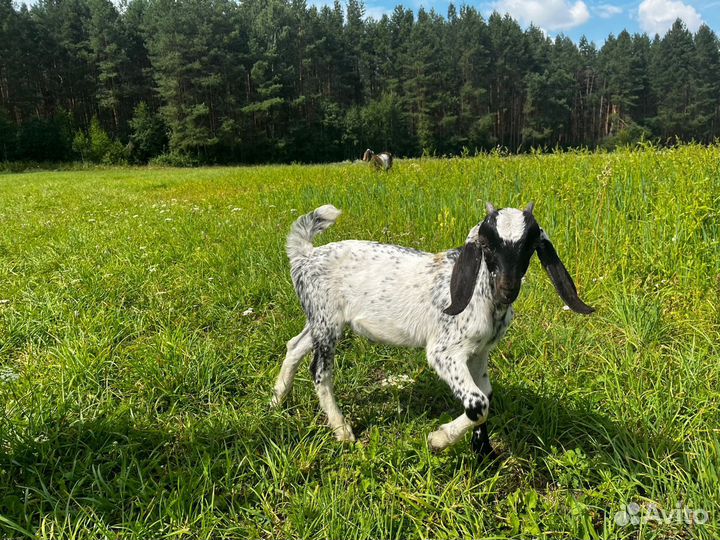 Англо нубийская коза с козленком