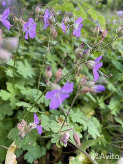 Герань корневищная, окопник малиновый, пупочник