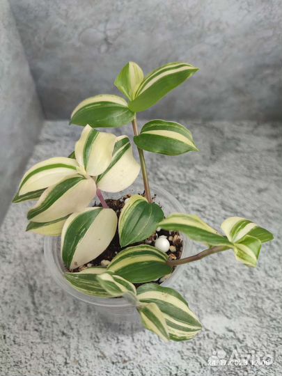 Традесканции, каллизия розовая