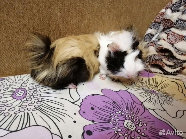 Морские свинки