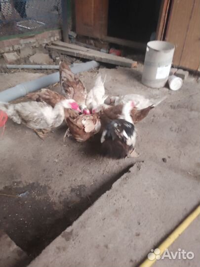 Мускусные утки индоутки индоутята