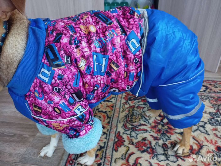 Костюм для собаки