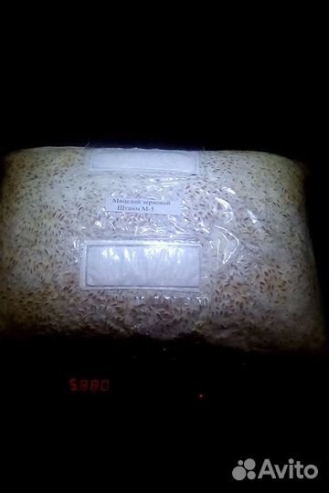 Мицелий зерновой вешенки более 17 штаммов