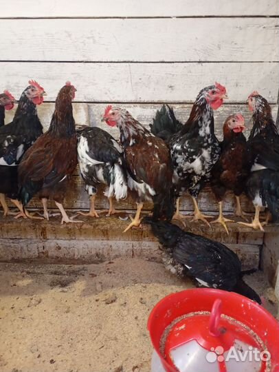 Петухи ливенские ситцевые