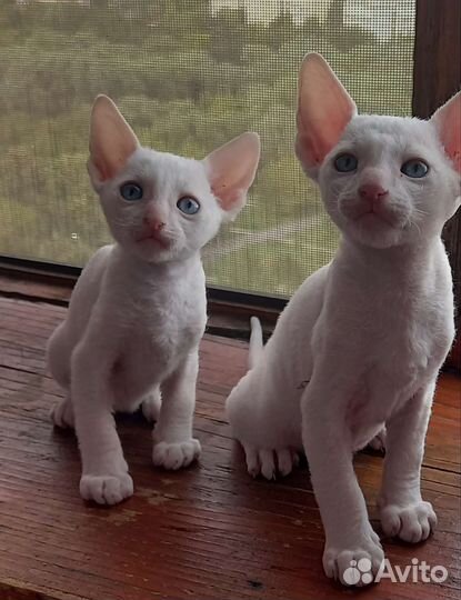 Продаю котят Корниш рекс