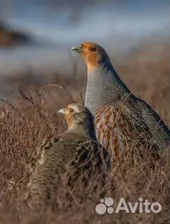 Серая куропатка и красная