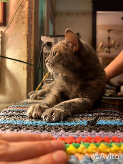 Домашние животные