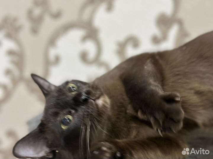 Бурманская кошка