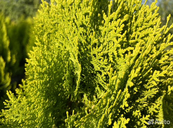 Туя западная Ауреа Нана Голд