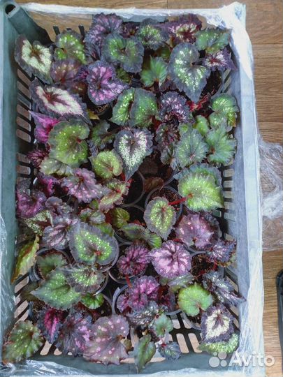 Бегония декоративно лиственная почтой