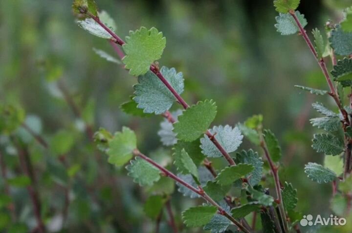 Береза карликовая Нана