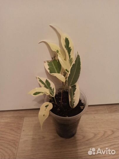 Фикус де Гантель