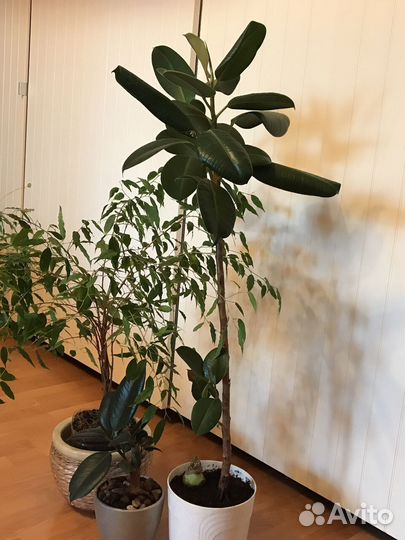 Фикус бенджамина, каучуконосный большой