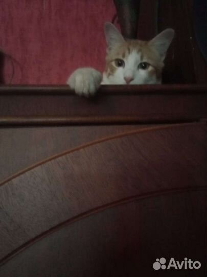 Котенок альпинист