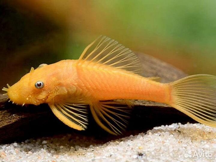 Сомики анциструсы