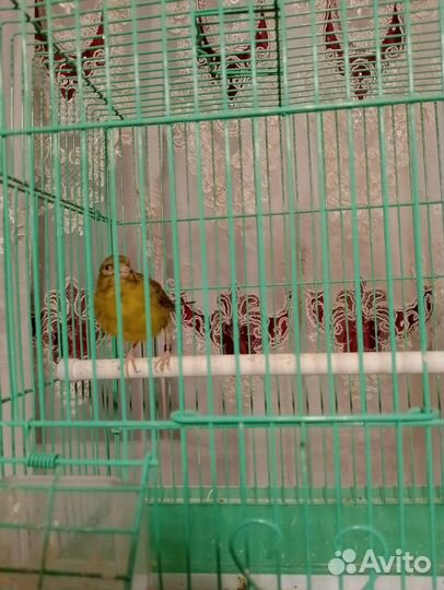 Канарейк