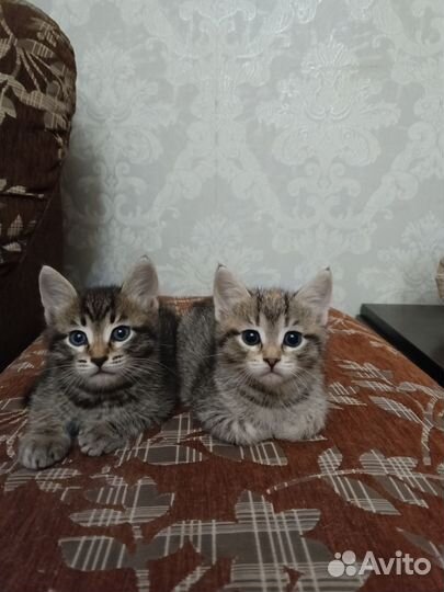 Шотландская