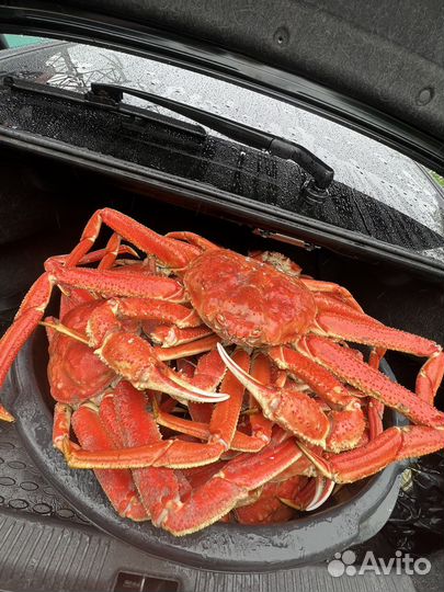 Краб (стригун)