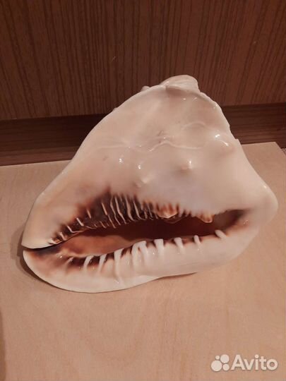 Ракушка морская большая