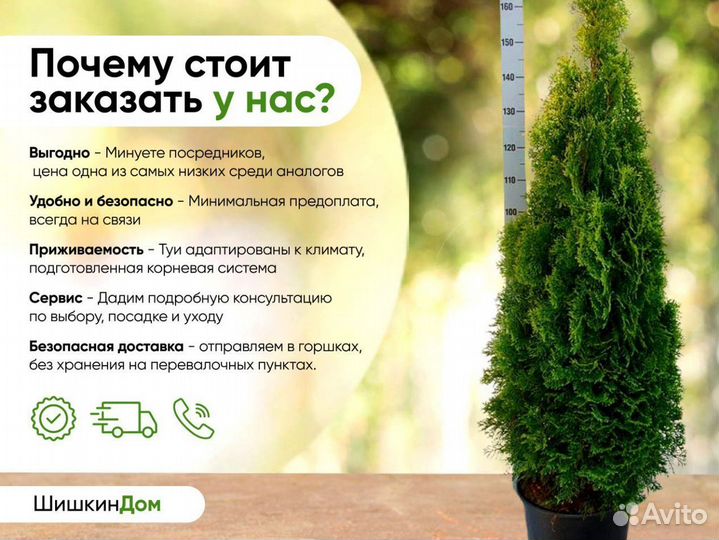 Туя Смарагд 80-100 см оптом