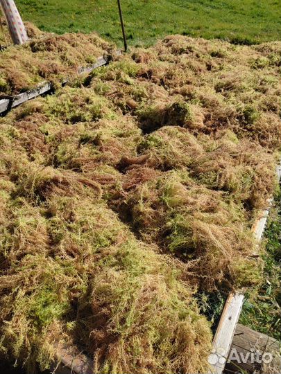 Мох сфагнум под заказ