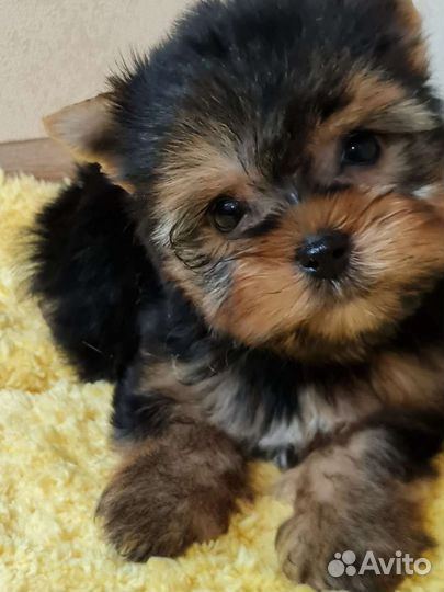 Йоркширский терьер мальчик и девочка