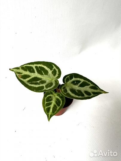 Антуриум сильвер блаш д6
