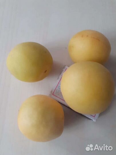 Саженцы абрикоса