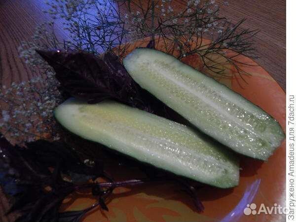 Семена удивительного гибрида огурца