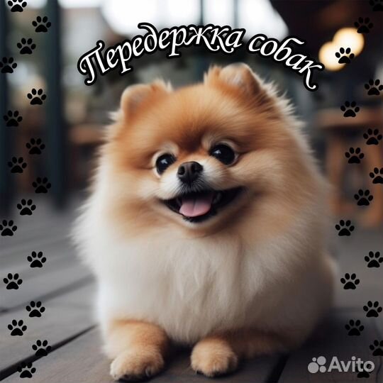 Передержка собак