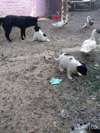 Щенки в добрые руки