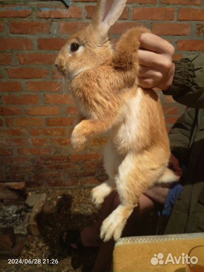 Кролик на мясо