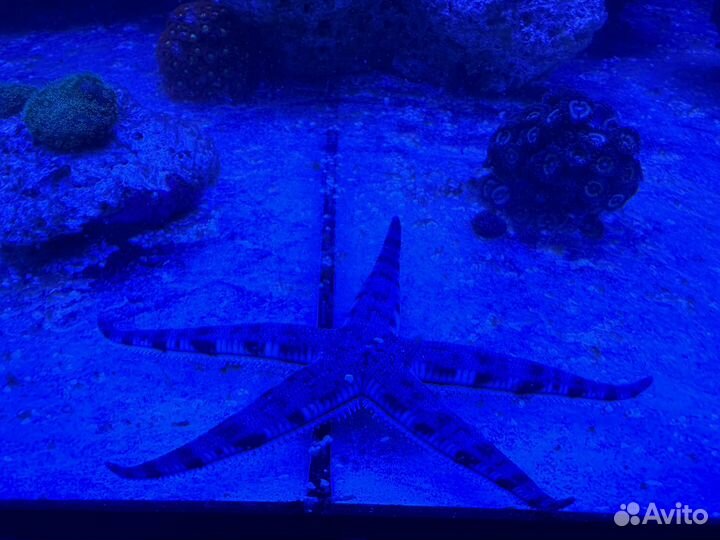 Звезда песчаная